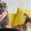 Uma pesquisa expõe um panorama preocupante sobre a obesidade em animais de estimação no Brasil - Foto: Envato Elements