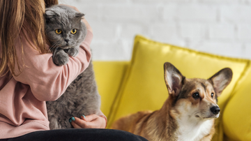 Uma pesquisa expõe um panorama preocupante sobre a obesidade em animais de estimação no Brasil - Foto: Envato Elements