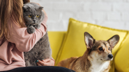 Uma pesquisa expõe um panorama preocupante sobre a obesidade em animais de estimação no Brasil - Foto: Envato Elements