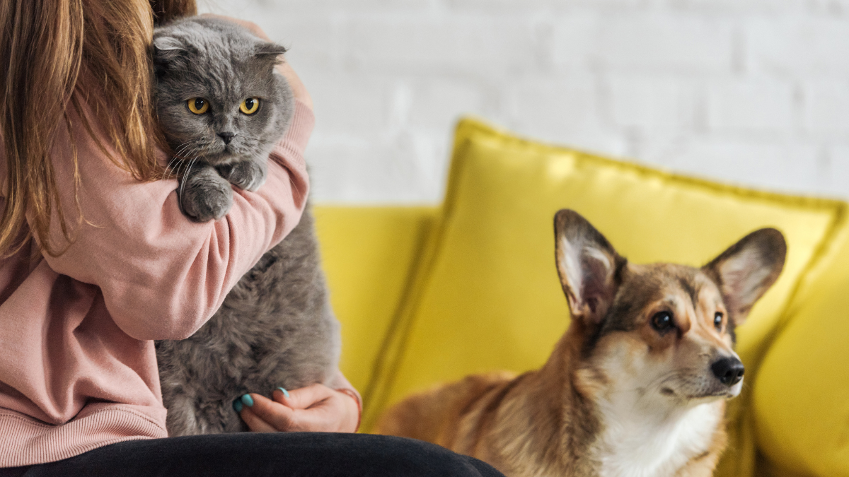 Uma pesquisa expõe um panorama preocupante sobre a obesidade em animais de estimação no Brasil - Foto: Envato Elements