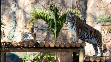 Best e Fred passaram por uma quarentena antes de serem acomodados em seu novo habitat, um espaço de 600 metros quadrados - Reprodução/Instagram @zoosaopaulo
