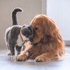 Quem tem um pet sabe o quanto a companhia de um animal pode transformar a rotina - Adobe Stock