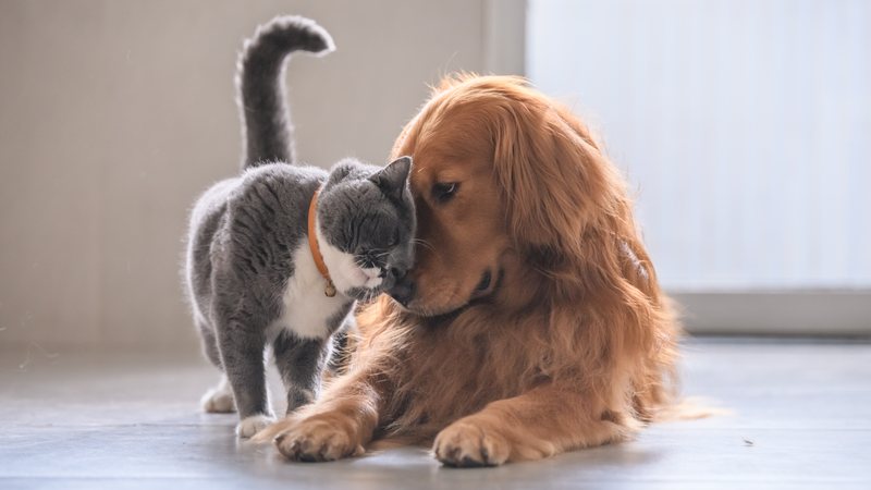 Quem tem um pet sabe o quanto a companhia de um animal pode transformar a rotina - Adobe Stock