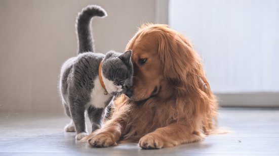Quem tem um pet sabe o quanto a companhia de um animal pode transformar a rotina - Adobe Stock