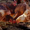 Novos focos de gripe aviária são notificados pelo Ministério da Agricultura no País - Adobe Stock