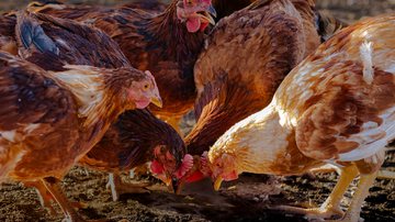 Novos focos de gripe aviária são notificados pelo Ministério da Agricultura no País - Adobe Stock