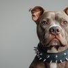 Em Santa Catarina, pitbull só pode circular com focinheira e enforcador - Adobe Stock