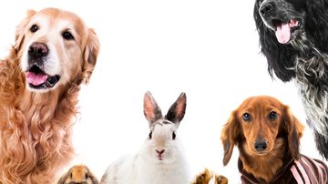 Animais possuem mecanismos diferentes para regular a temperatura - Envato
