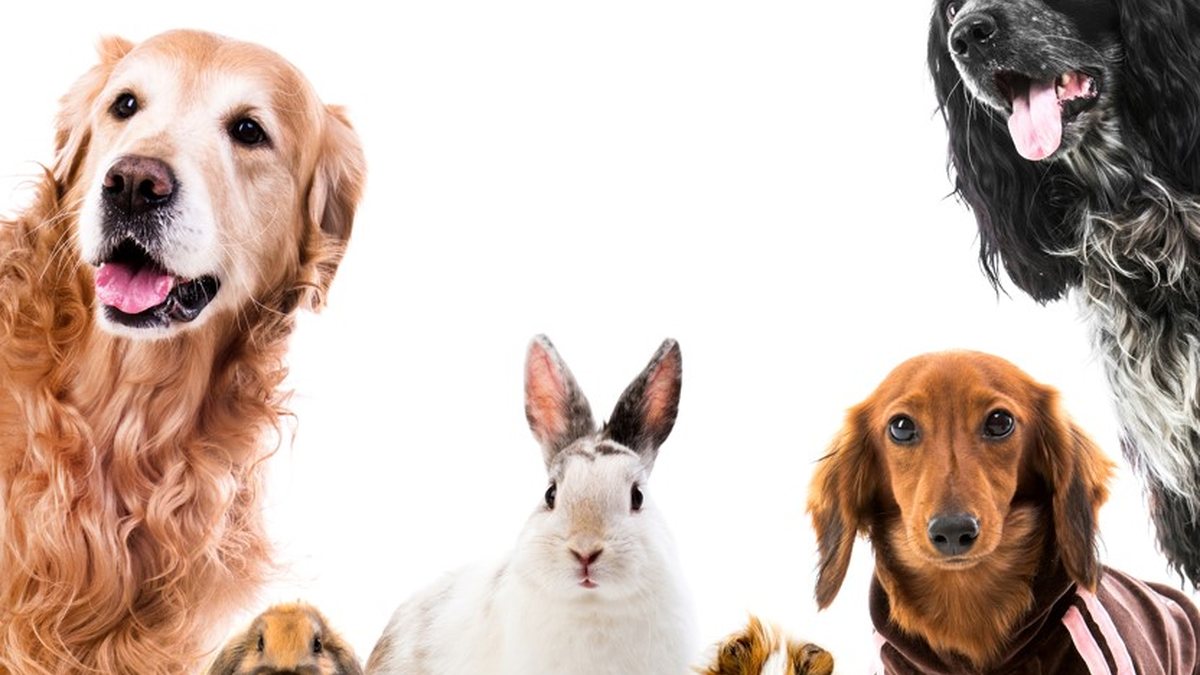 Animais possuem mecanismos diferentes para regular a temperatura - Envato