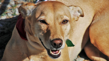 Nesta data celebramos um dos animais mais queridos e presentes nos lares de todo o planeta - Foto: reprodução