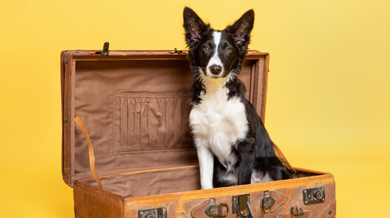 Antes de embarcar com o pet de estimação, é necessário comprovar que ele está saudável e com a documentação em dia - Foto: Envato Elements