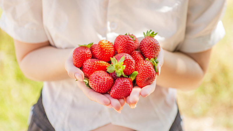 Inúmeros municípios organizam festas dedicadas à fruta, valorizando produtores locais, gastronomia e cultura regional - Foto: Envato Elements