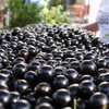 Lula disse duvidar que quem come jabuticaba fique de mau humor e que vai levar a fruta para Trump - Prefeitura Municipal de Sabará / Divulgação