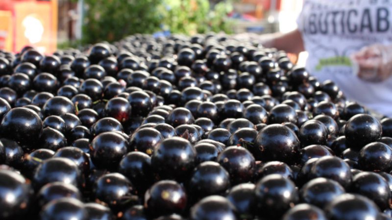 Lula disse duvidar que quem come jabuticaba fique de mau humor e que vai levar a fruta para Trump - Prefeitura Municipal de Sabará / Divulgação