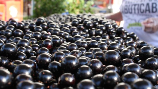 Lula disse duvidar que quem come jabuticaba fique de mau humor e que vai levar a fruta para Trump - Prefeitura Municipal de Sabará / Divulgação