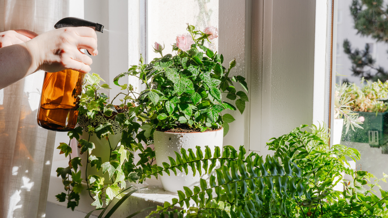 Essas plantas são excelentes para quem quer começar a montar um cantinho verde no apartamento - Foto: Envato Elements