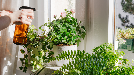 Essas plantas são excelentes para quem quer começar a montar um cantinho verde no apartamento - Foto: Envato Elements
