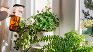 Essas plantas são excelentes para quem quer começar a montar um cantinho verde no apartamento - Foto: Envato Elements