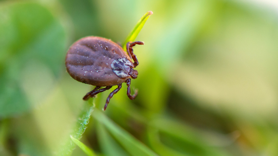 O estudo mostrou que a molécula atua de forma seletiva sobre catepsinas S e L, reduzindo a ativação de células - Foto: Envato Elements