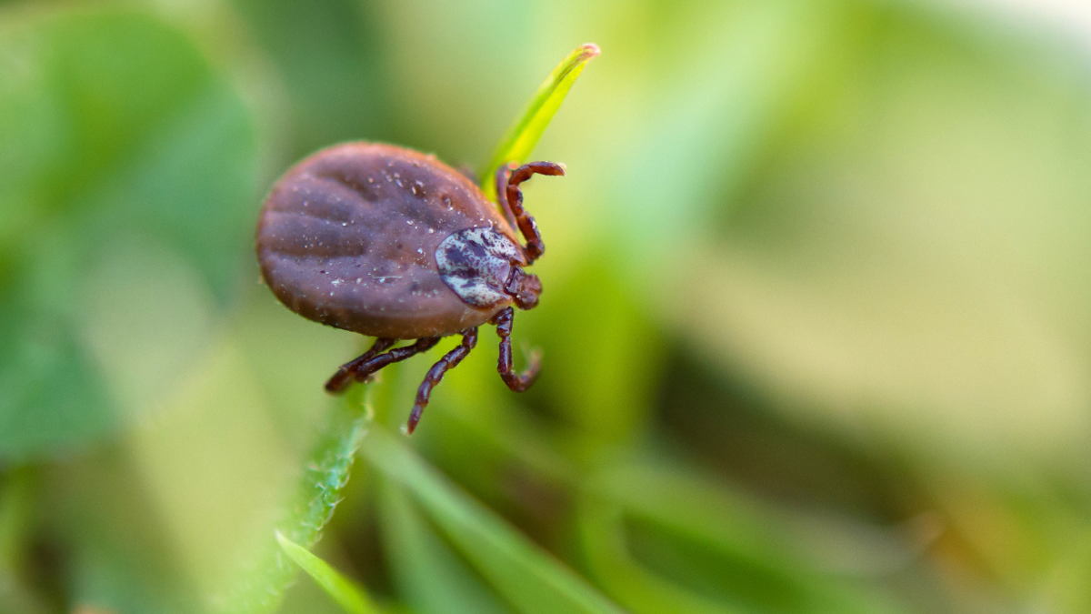 O estudo mostrou que a molécula atua de forma seletiva sobre catepsinas S e L, reduzindo a ativação de células - Foto: Envato Elements