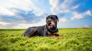 No Brasil, por exemplo, há cerca de 139 milhões de animais de estimação, entre cães, gatos, aves e peixes - Envato