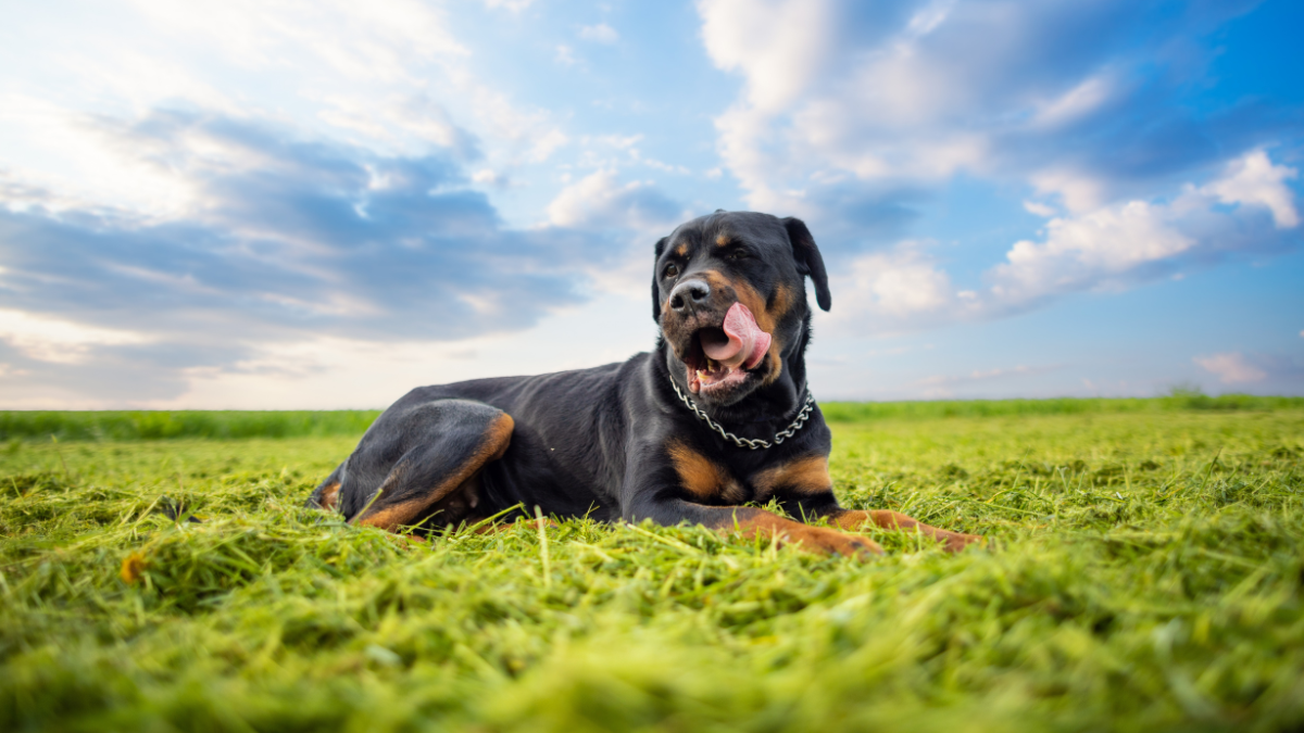 No Brasil, por exemplo, há cerca de 139 milhões de animais de estimação, entre cães, gatos, aves e peixes - Envato