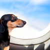 Esses documentos são exigidos tanto em viagens de ônibus como de avião - Foto: Envato Elements