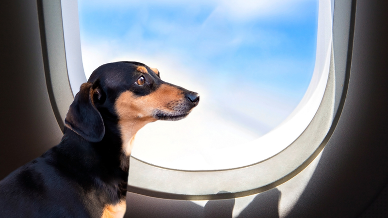 Esses documentos são exigidos tanto em viagens de ônibus como de avião - Foto: Envato Elements