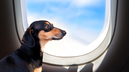 Esses documentos são exigidos tanto em viagens de ônibus como de avião - Foto: Envato Elements