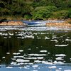 Espuma tóxica pode ser vista em trecho do Rio Tietê na cidade de Salto - Adobe Stock