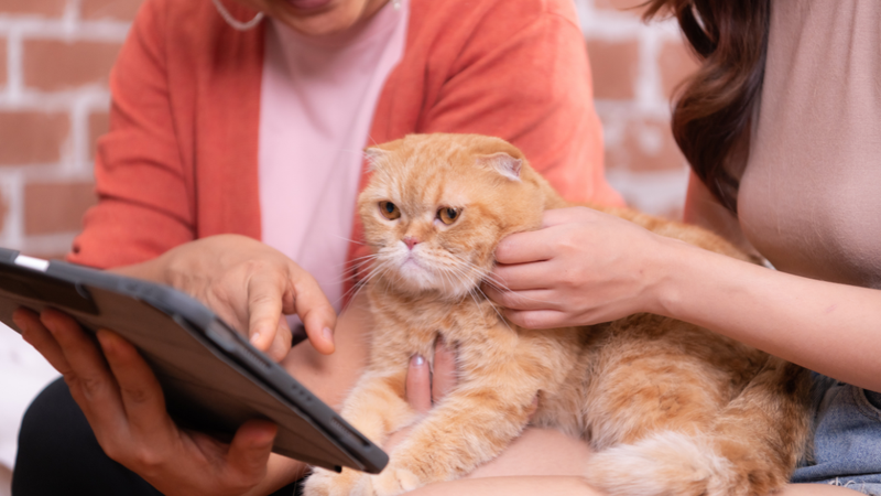 Manter a rotina do seu pet ficou muito mais fácil - Foto: Envato Elements