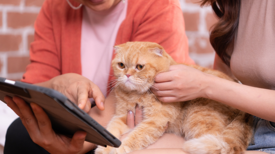 Manter a rotina do seu pet ficou muito mais fácil - Foto: Envato Elements