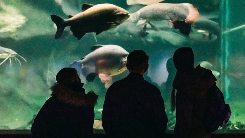 No Brasil, os aquários têm ganhado cada vez mais destaque como opções de lazer - Foto: Envato Elements