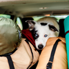 O transporte de animais envolve organização e custos extras - Envato