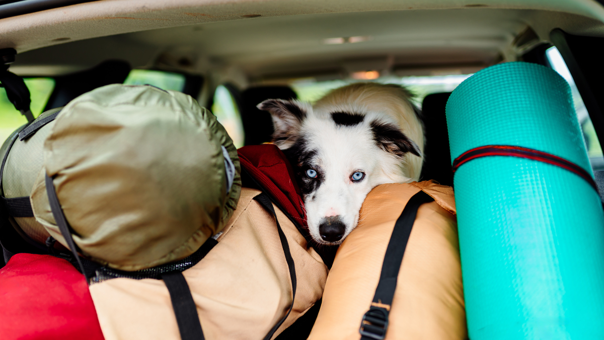 O transporte de animais envolve organização e custos extras - Envato