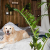 Ao fazer compras em viveiros ou contratar um paisagista, mencione que há animais de estimação na casa - Foto: Envato Elements