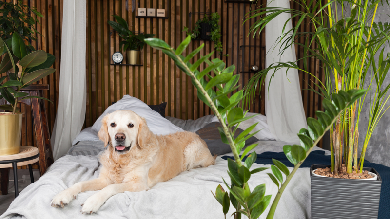 Ao fazer compras em viveiros ou contratar um paisagista, mencione que há animais de estimação na casa - Foto: Envato Elements