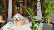 Ao fazer compras em viveiros ou contratar um paisagista, mencione que há animais de estimação na casa - Foto: Envato Elements