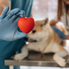 A doação também é mais comum entre cães - Foto: Envato Elements