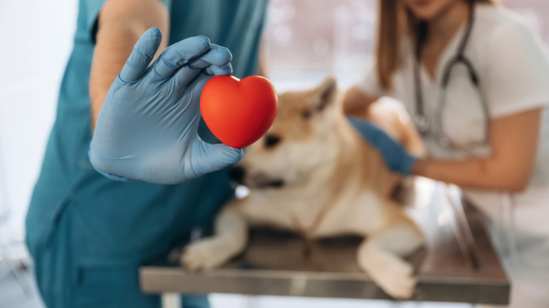A doação também é mais comum entre cães - Foto: Envato Elements