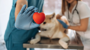 A doação também é mais comum entre cães - Foto: Envato Elements