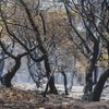 Muitos incêndios ocorridos em junho e julho foram impulsionados por temperaturas acima de 40 graus, condições extremamente secas e ventos fortes - Engin Akyurt / Unspalsh