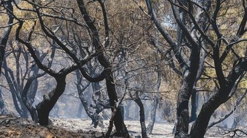 Muitos incêndios ocorridos em junho e julho foram impulsionados por temperaturas acima de 40 graus, condições extremamente secas e ventos fortes - Engin Akyurt / Unspalsh
