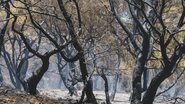 Muitos incêndios ocorridos em junho e julho foram impulsionados por temperaturas acima de 40 graus, condições extremamente secas e ventos fortes - Engin Akyurt / Unspalsh
