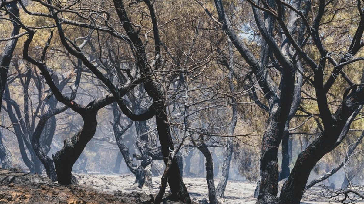 Muitos incêndios ocorridos em junho e julho foram impulsionados por temperaturas acima de 40 graus, condições extremamente secas e ventos fortes - Engin Akyurt / Unspalsh