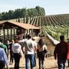 Passeio por vinícola em São Gonçalo do Sapucaí (MG) - Reprodução