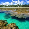 Taipu de Fora, na maré baixa a barreira de corais revela imensas piscinas naturais, que se transformam em verdadeiros aquários cheios de vida marinha - Divulgação