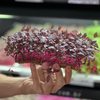 Essas plantas são colhidas de sete a 21 dias após a germinação, quando atingem cerca de 10 centímetros de comprimento - Divulgação/Fazendas Bioma
