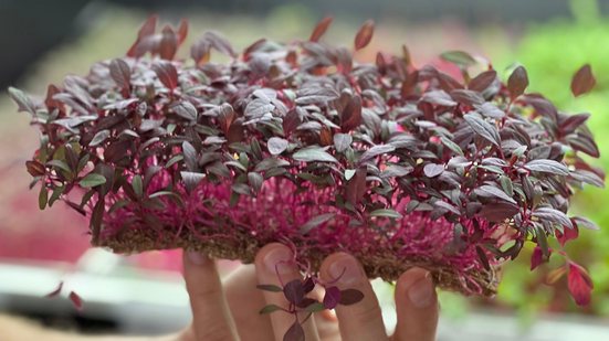 Essas plantas são colhidas de sete a 21 dias após a germinação, quando atingem cerca de 10 centímetros de comprimento - Divulgação/Fazendas Bioma