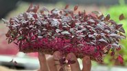 Essas plantas são colhidas de sete a 21 dias após a germinação, quando atingem cerca de 10 centímetros de comprimento - Divulgação/Fazendas Bioma